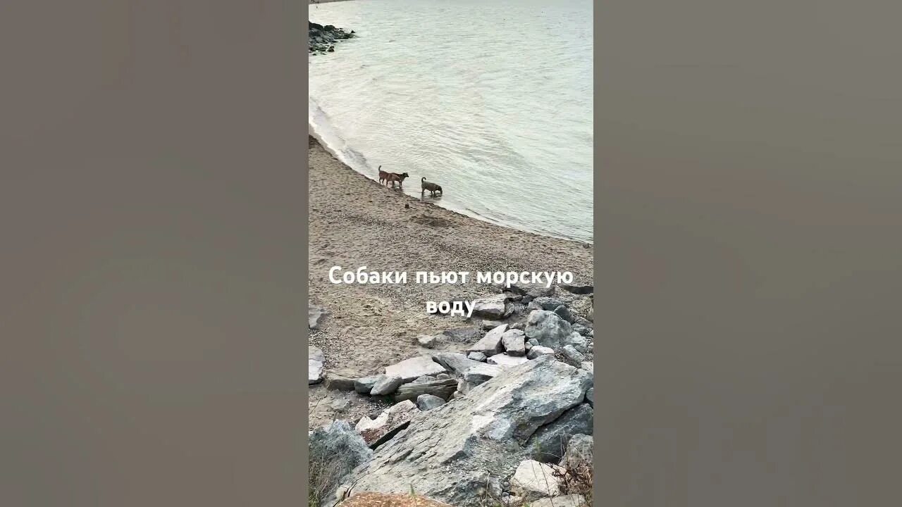 Почему нельзя пить морскую воду. Моряки пьют морскую воду. Посвящение в матросы. Посвящение в моряки. Морские традиции.