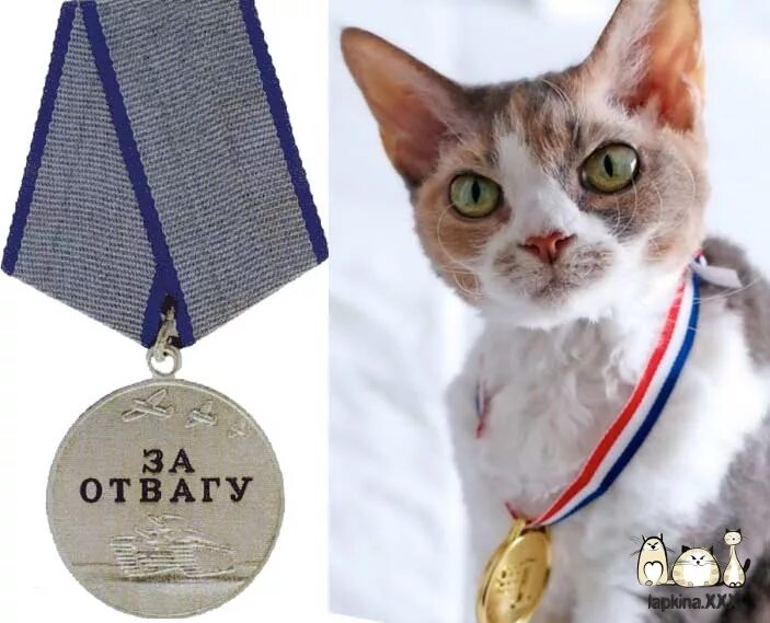 Кошачья медаль. Кошка с медалью. Коты с медалями. Награждение кота. Award для кошек купить