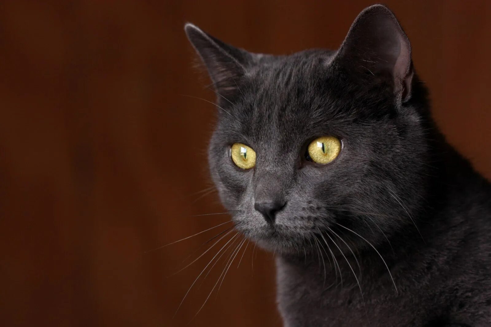 Породы кошек черно серого окраса. Порода Корат. Корат порода кота. Бомбейская кошка пушистая. Кошка породы Корат кот британец.