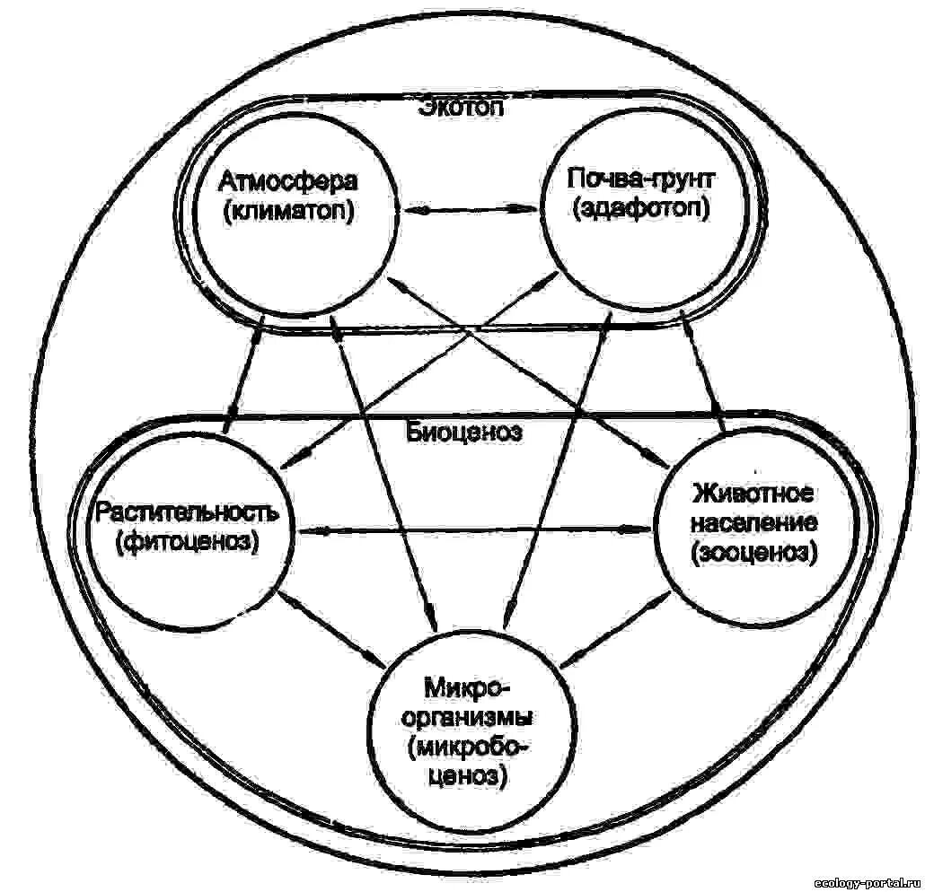 Основные структурные компоненты биогеоценоза. Схема взаимодействия компонентов биогеоценоза. Схему взаимосвязей компонентов экосистемы. Структура биогеоценоза и схема взаимодействия между компонентами. Структура биоценоза схема.