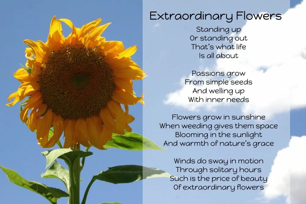 Flowers poem. Flower poems for Kids. Poem about Sunflower. Flower Poetry.
