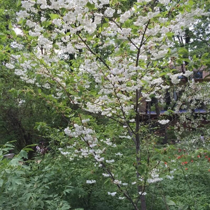 Сакура в аптекарском огороде