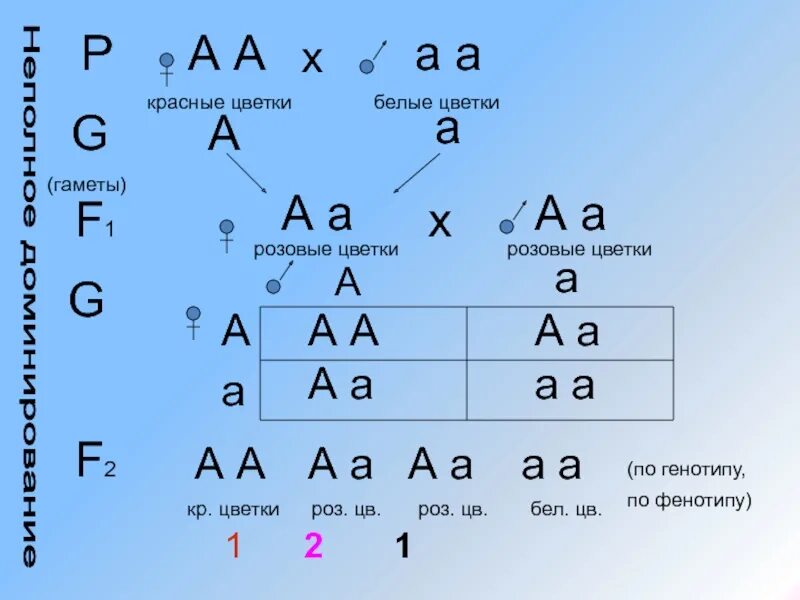 Генотип потомства аа аа аа аа. Аа + аа гаметы. аа аа генотип. aa x aa генетика. аа гамета* аа генотип.