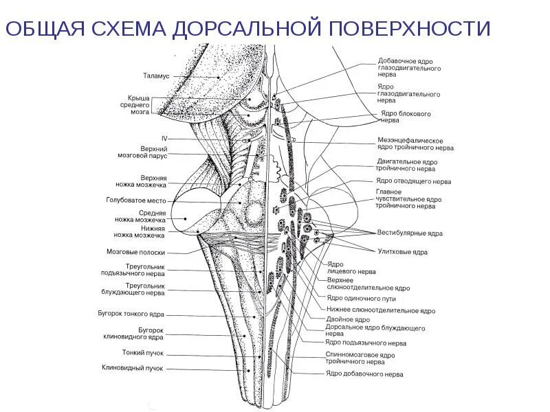 Ромбовидная ямка черепные нервы. Ядра черепных нервов схема. Ядра ромбовидной ямки схема. Проекция ядер ЧМН схема. Ядра черепно мозговых нервов схема.