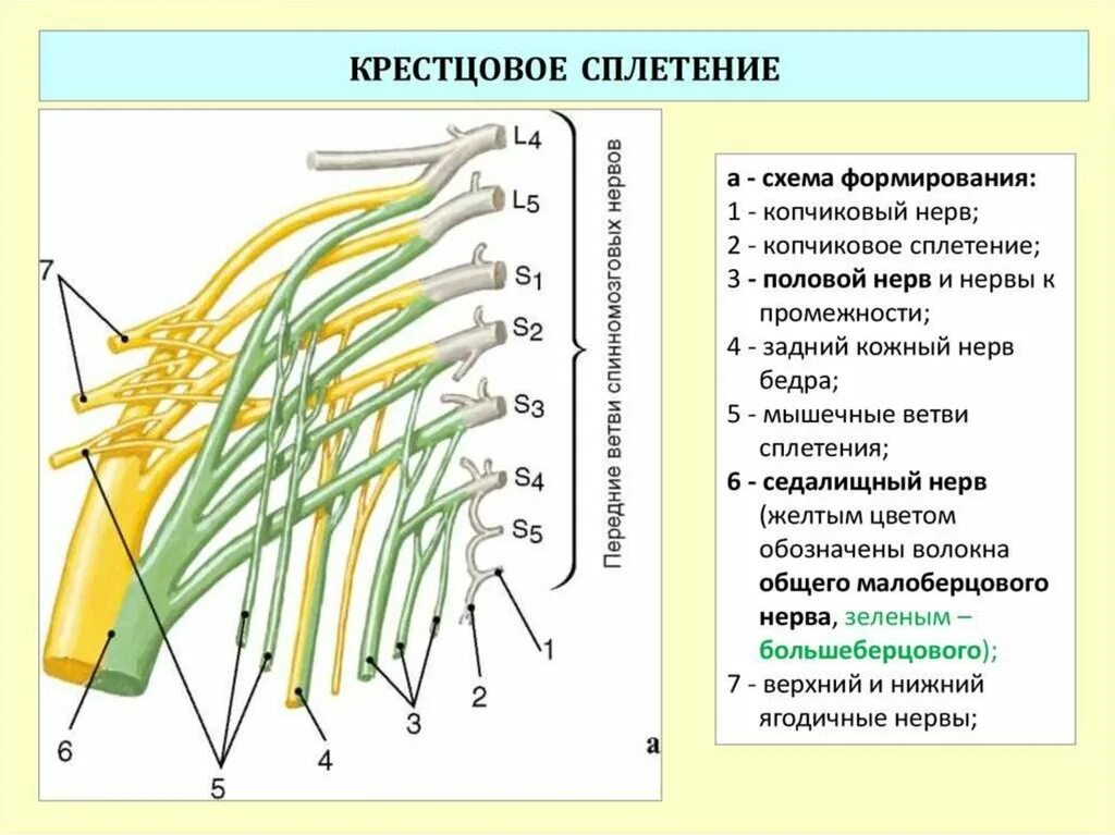 Перечислите нервы