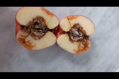 Яблоня гниет