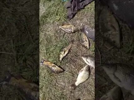 Сухой 2