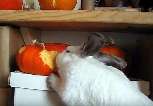 Кролик с тыквой. Тыкву едят кролики. Овощи для кролика декоративного. Кролик с кабачком. Кроликам можно перец