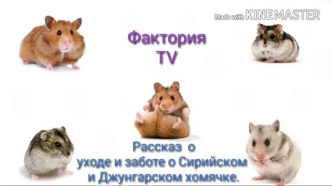 Тип развития хомяка сирийского