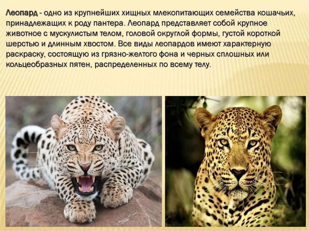 Крупное млекопитающее евразии