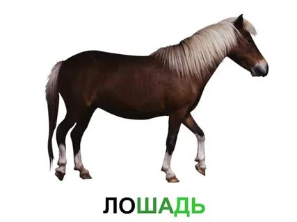 272 лошади