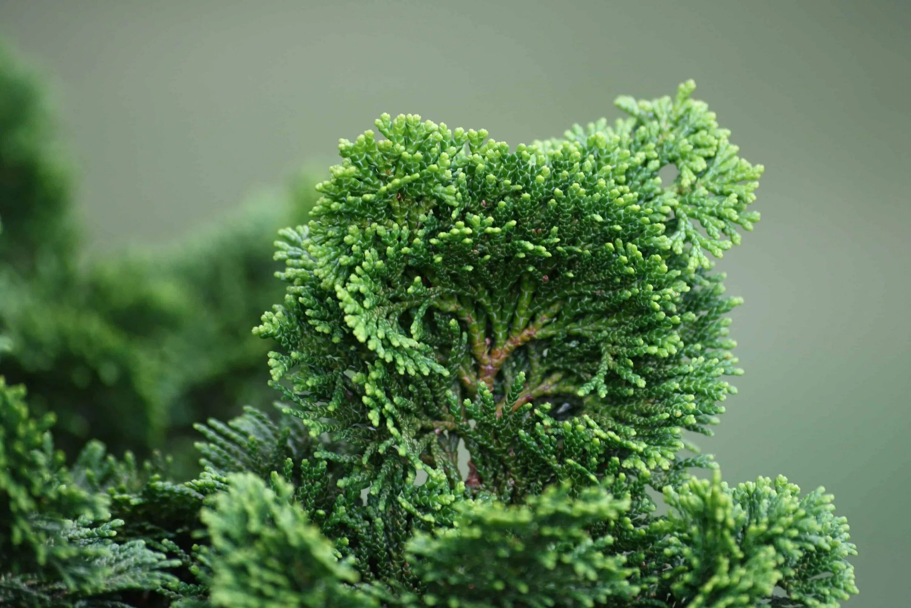 Кипарис хвоинки. Кипарис вечнозеленый (cupressus sempervirens). Кипарисовик горохоплодный шишки. Кипарис cupressus sempervirens. Кипарисовик лавсона хвоя.