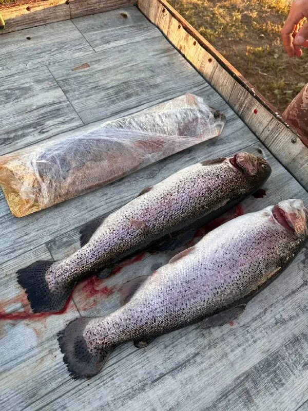 зеленый берег платная рыбалка русфишинг