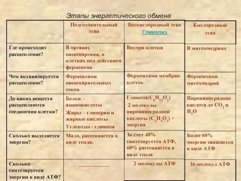 Подготовительный этап бескислородный этап. Где происходит подготовительный этап энергетического обмена. Охарактеризовать основные этапы энергетического обмена. Схема процессов энергетического обмена подготовительный этап. Подготовительный этап энергетического обмена протекает в.