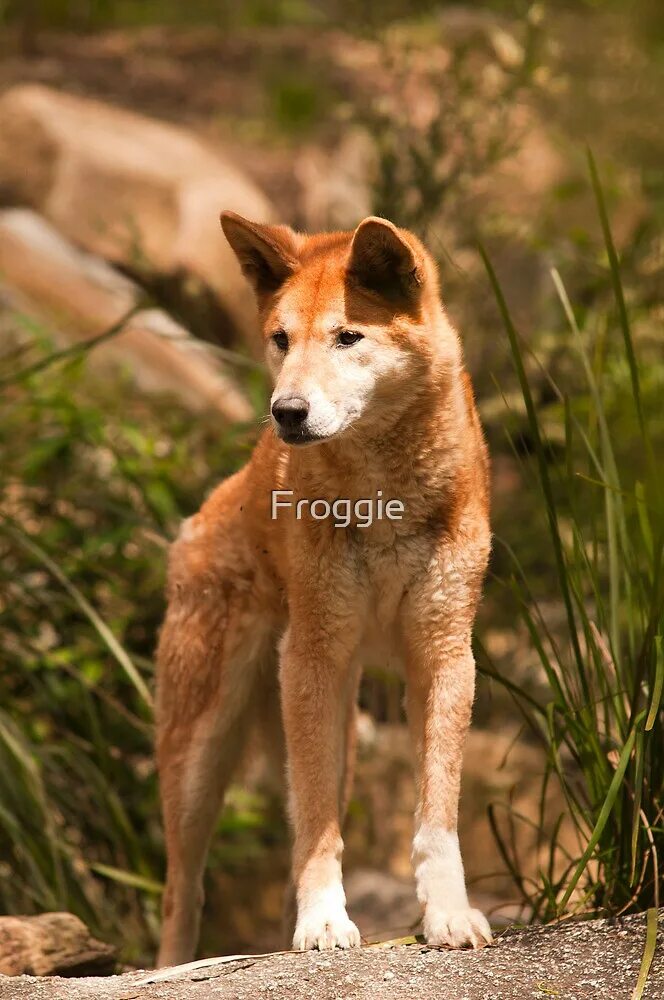 Дикая собака динго книга. Дикая собака динго. Динго доклад. Дикая собака динго. Дикая собака динго в австралии сообщение.