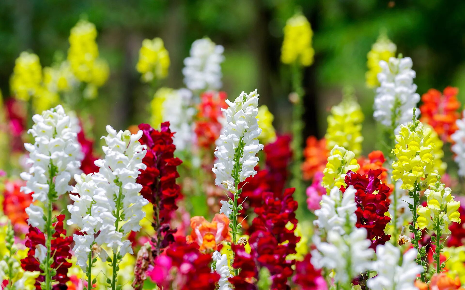 Антирринум львиный зев. Львиный цветок Антирринум. Антирринум (Antirrhinum). Львиный зев цветы Антирринум. Львиный зев в подмосковье