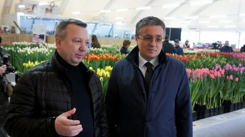Тюльпаны калуга