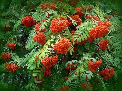 Красная рябина царица осеннего леса