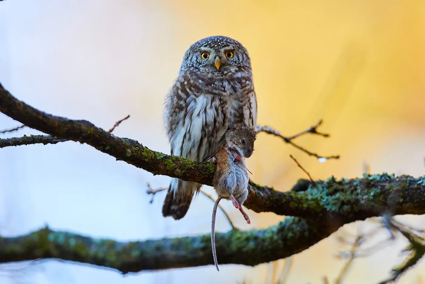 Жить сычом. Воробьиный Сыч (сычик). Воробьиный Сыч (Glaucidium passerinum l.),. Сова Филин Сыч. Калифорнийский воробьиный Сыч-Гном.