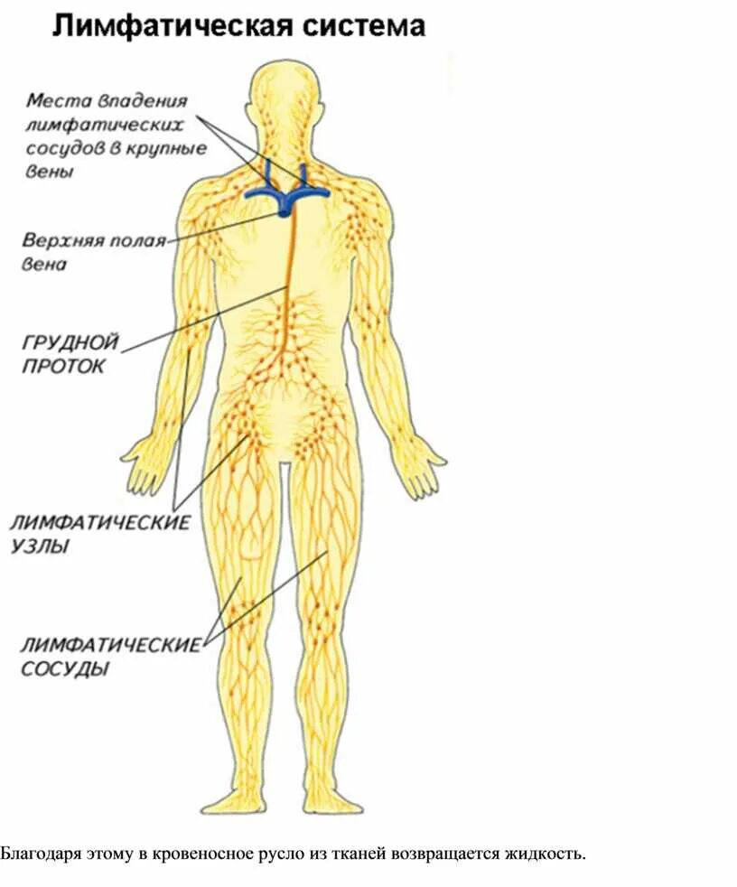 Лимфатическая система человека схема движения лимфы анатомия. Лимфатическая система человека рис 61. Структура лимфатической системы схема. Схема лимфатической системы человека полная. Лимфоузлы на теле женщины схема