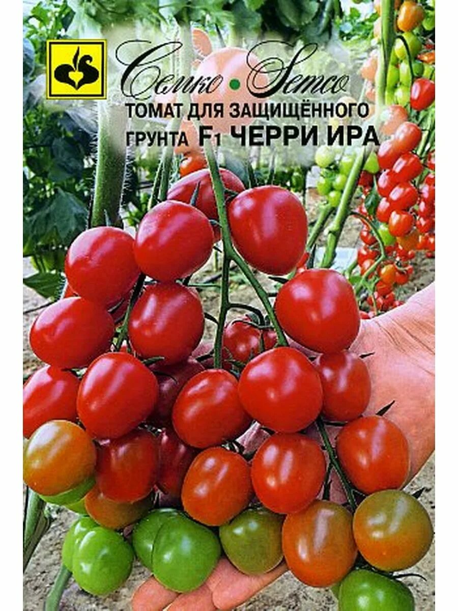 Черри ира семко. Черри ира f1. Помидоры ира. Томат детерминантный черри. Черри ира партнер.
