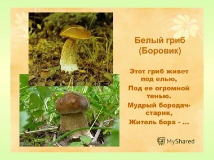 Гриб предложение