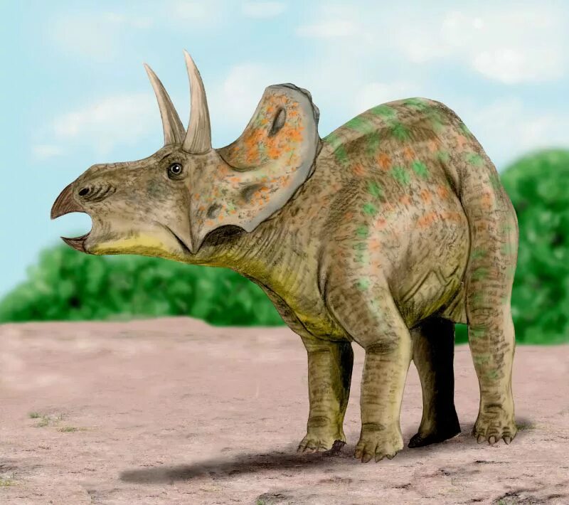 Динозавр форма. Травоядные динозавры Трицератопс. Цератопс и Трицератопс. Цератопс динозавр. Leptoceratops gracilis.