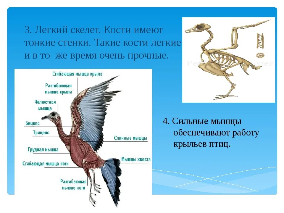 Какие особенности строения скелета птиц не связаны. Почему птицы летают. Зачем птицам летать. Благодаря чему птицы летают. Почему птицы умеют летать.