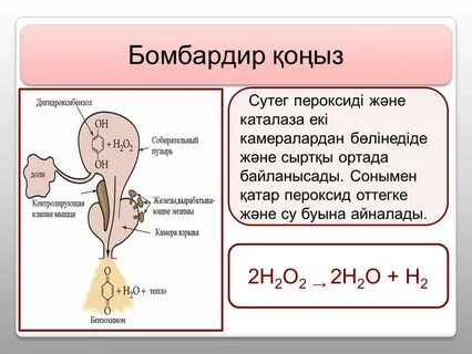 Почему все живые организмы содержат каталазу