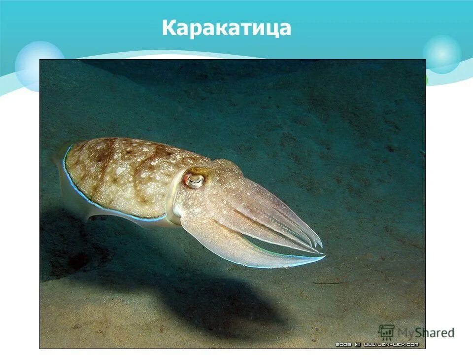 Каракатицы десятирукие. Панцирь морской каракатицы. Каракатица лекарственная. Сепия морская. Каракатица тип