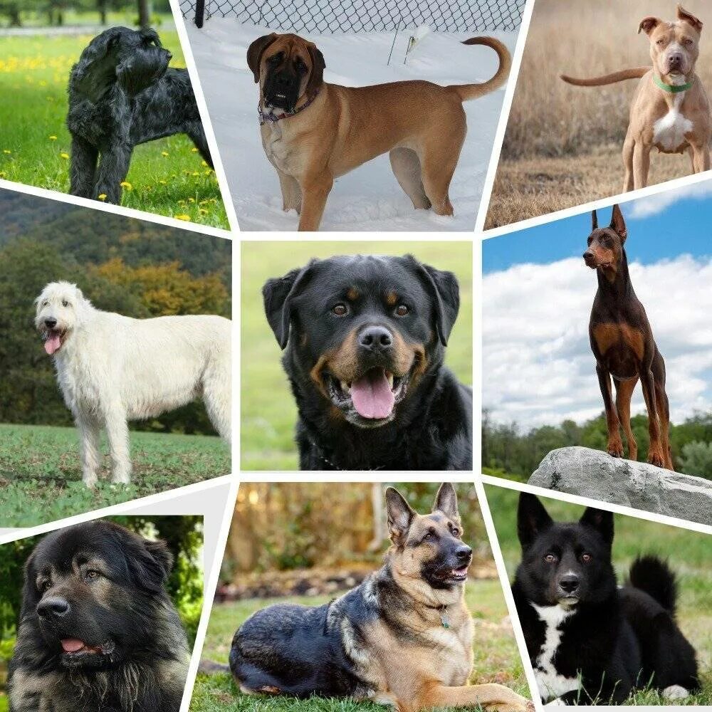 Вывести новую породу. Разные породы собак. Разнообразие пород собак. Всех видов собак. Самые популярные породы собак.