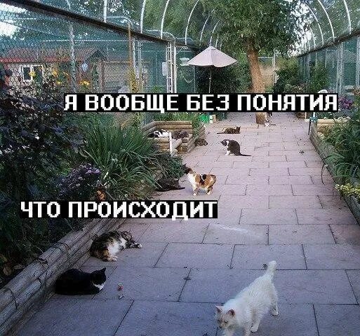 Шутки про бильярд мемы. Стикер без понятия. Картинка я без понятия. Человек разводит руками мем. Понятие мем.