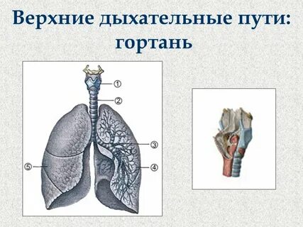 Верхние органы дыхания