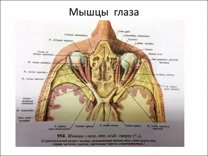 Мышечное зрения