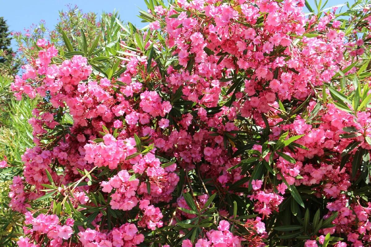 Кустарник цветущий розовым цветом название. Олеандр кустарник. Олеандр splendens. Куст Олеандр Сочи. Олеандр (Nerium Oleander).