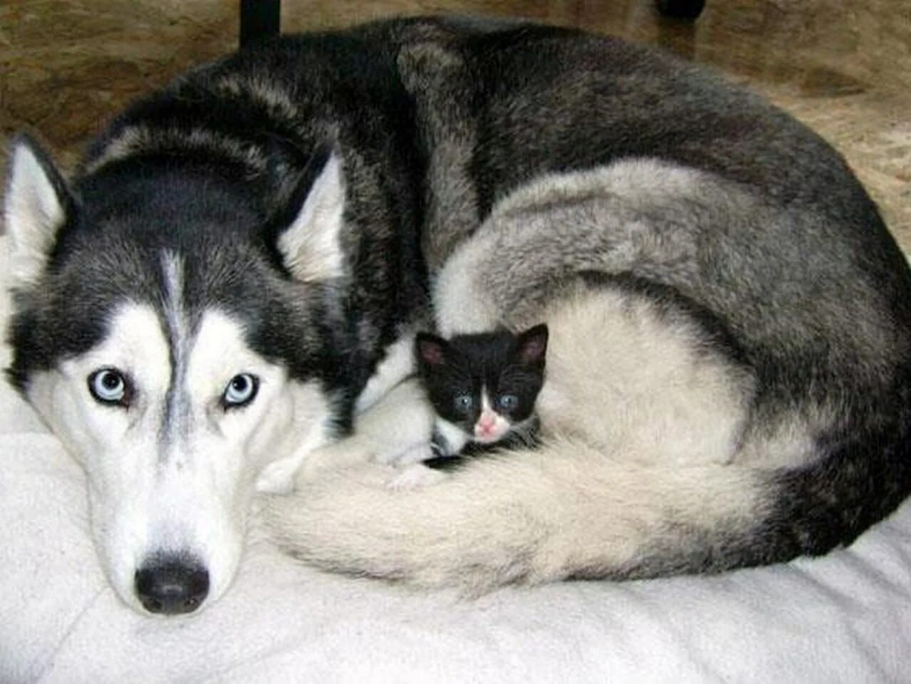 Котенка лайка малыш