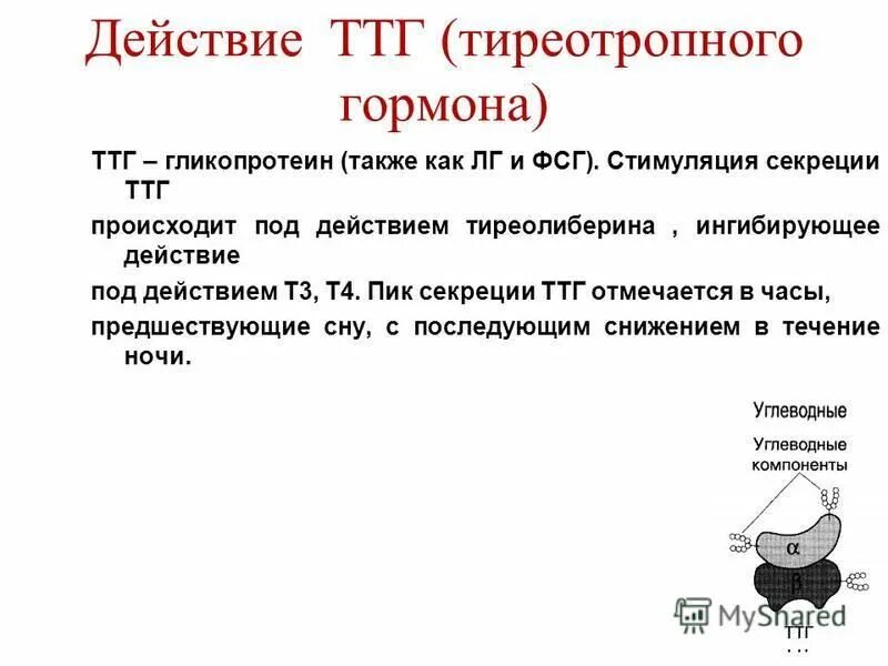 ТТГ гормон механизм действия. Тиреотропный гормон механизм действия. Эффекты ТТГ. Пик секреции ТТГ. Гипофункция тиреотропного гормона