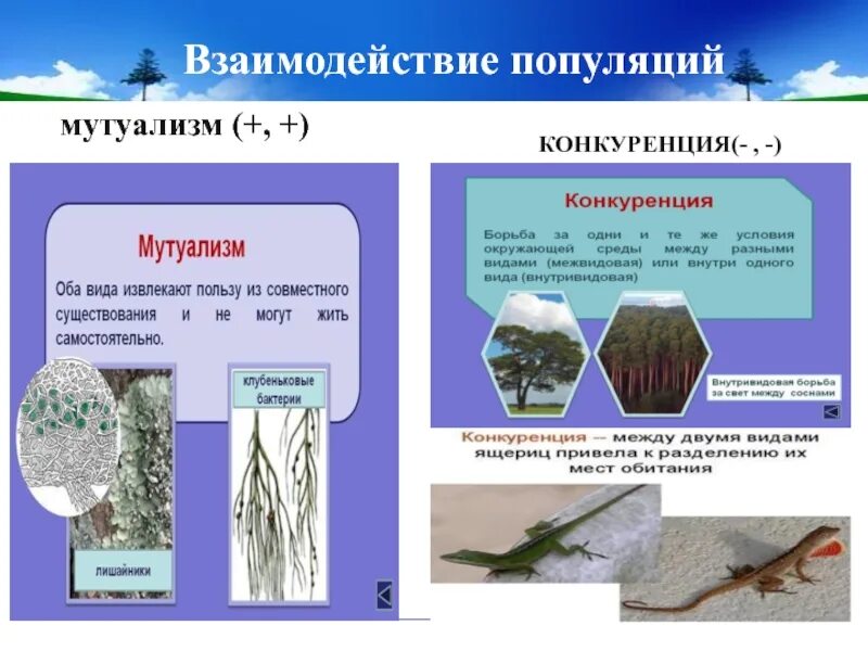 Виды связей между популяциями. Взаимодействие популяций мутуализм. Взаимоотношения популяций примеры. Взаимодействие популяций взаимодействие. Типы взаимодействия популяций.