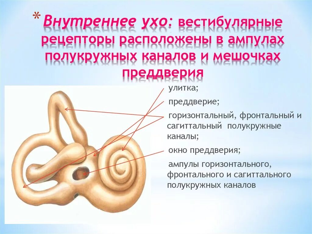 Мешочки и полукружные каналы вестибулярного аппарата. Полукружные каналы внутреннего уха ампулы. Вестибулярный аппарат внутреннего уха строение. Микроскопическое строение полукружных каналов. Строение полукружных каналов внутреннего уха.