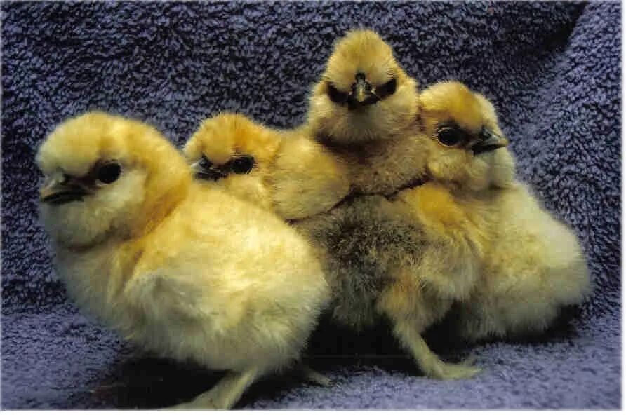 К чему снится цыпленок желтый. Породы цыплят. Породистые цыплята. Шелковые цыплята. Цыплята с пушистыми лапами.