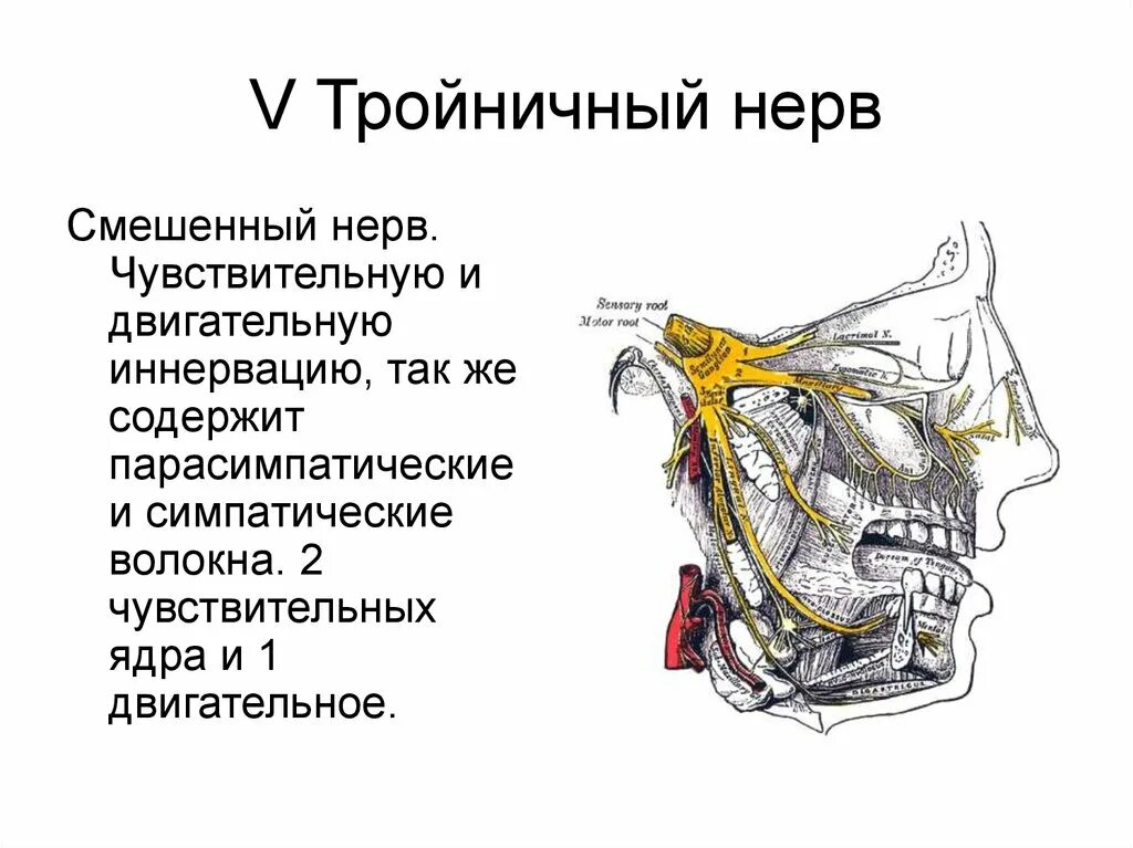 Двигательные волокна тройничного нерва. Тройничный нерв парасимпатические волокна. Тройничный нерв ветви ядра. Тройничный нерв нахождение ядер.