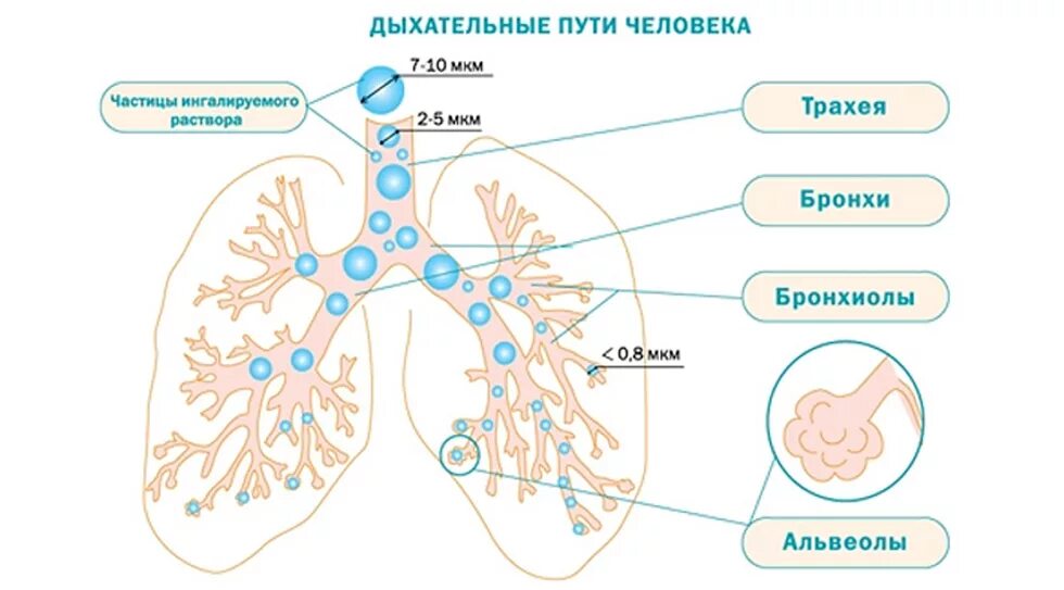 Дыхательная система человека альвеолы. Бронхи и альвеолы. ингаляции механизм действия. распределение частиц аэрозоля в дыхательных путях. размер частиц для ингаляции.