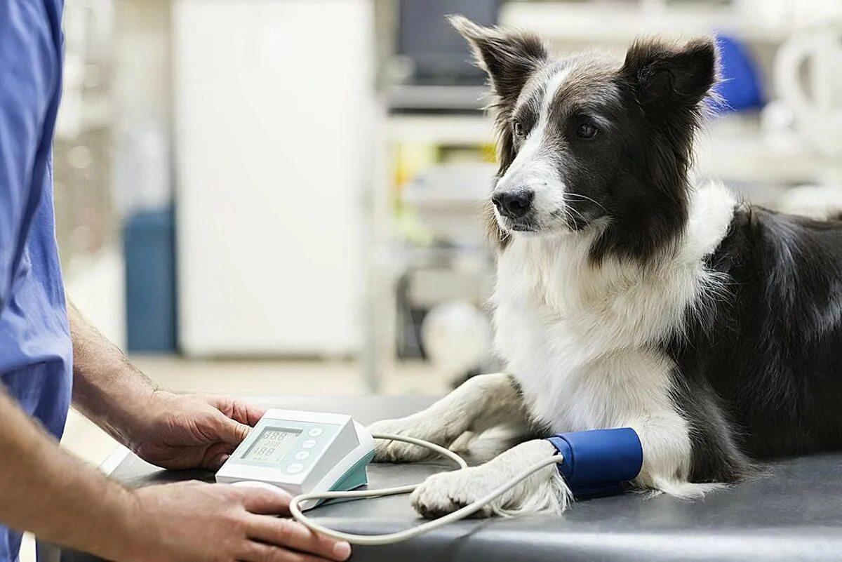 Ветеринарная клиника. Собака Ветеринария. Собака в ветеринарке. Клиника для животных. Стерильное животное