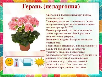 Примула комнатная уход