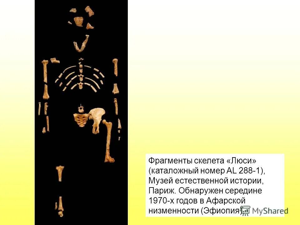 Мраморная пещера скелет мамонтенка. Скелет мамонта в мамонтовой пещере. Археологический раскопки кости мамонта. Скелет. Музей неандерталь эволюция черепа.