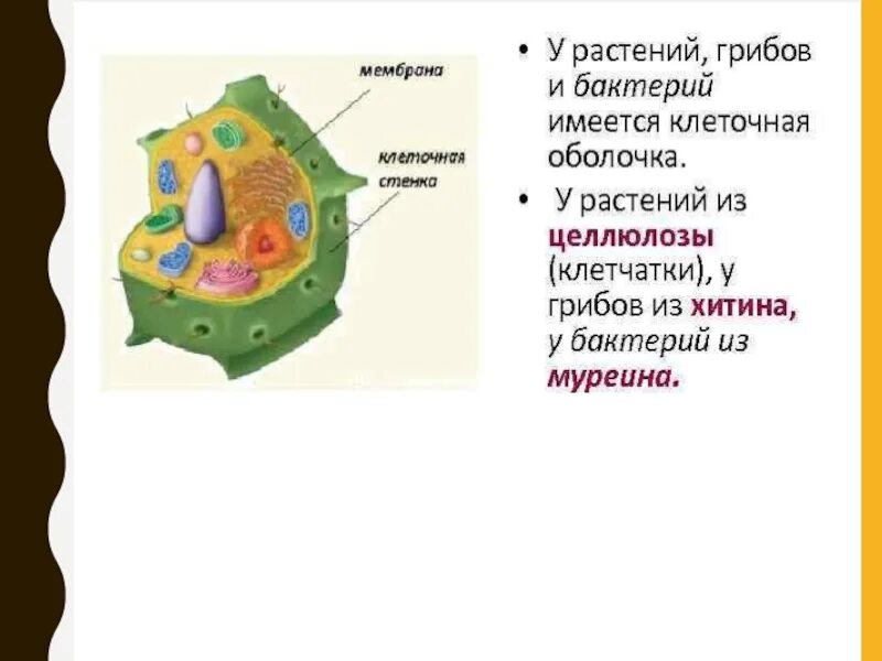 Стенка растительной клетки состоит из. Клеточная стенка грибов и бактерий. Клеточная стенка клеток грибов растений. Клеточная стенка в клетках грибов. Клеточная стенка мембрана и оболочка клетки растения.