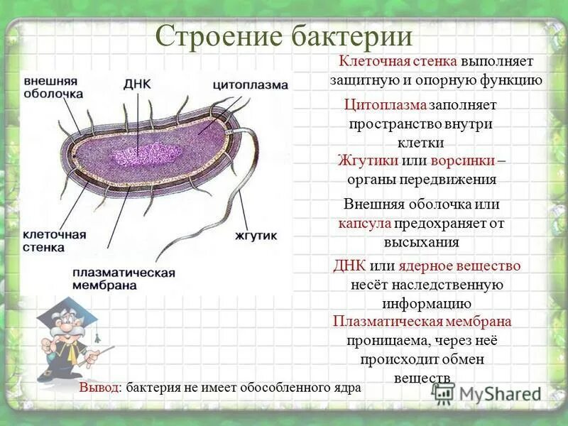 Выполняет опорную и защитную функции. Структура бактериальной клетки таблица цитоплазма. строение бактериальной клетки 5 класс биология таблица. строение бактериальной клетки часть клетки строение функции. структура бактериальной клетки выполняющая защитную функцию.