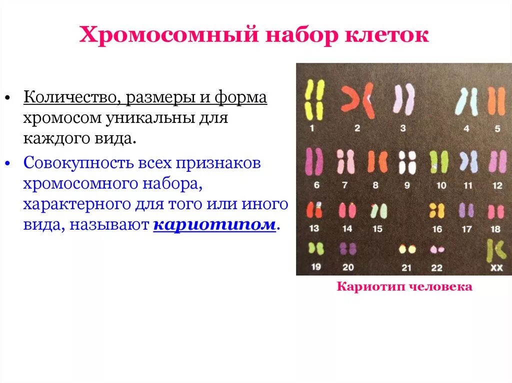 Хромосомный. Хромосомный набор клетки. Кариотип. Хромосомы человека. В половых клетках любого организма набор хромосом