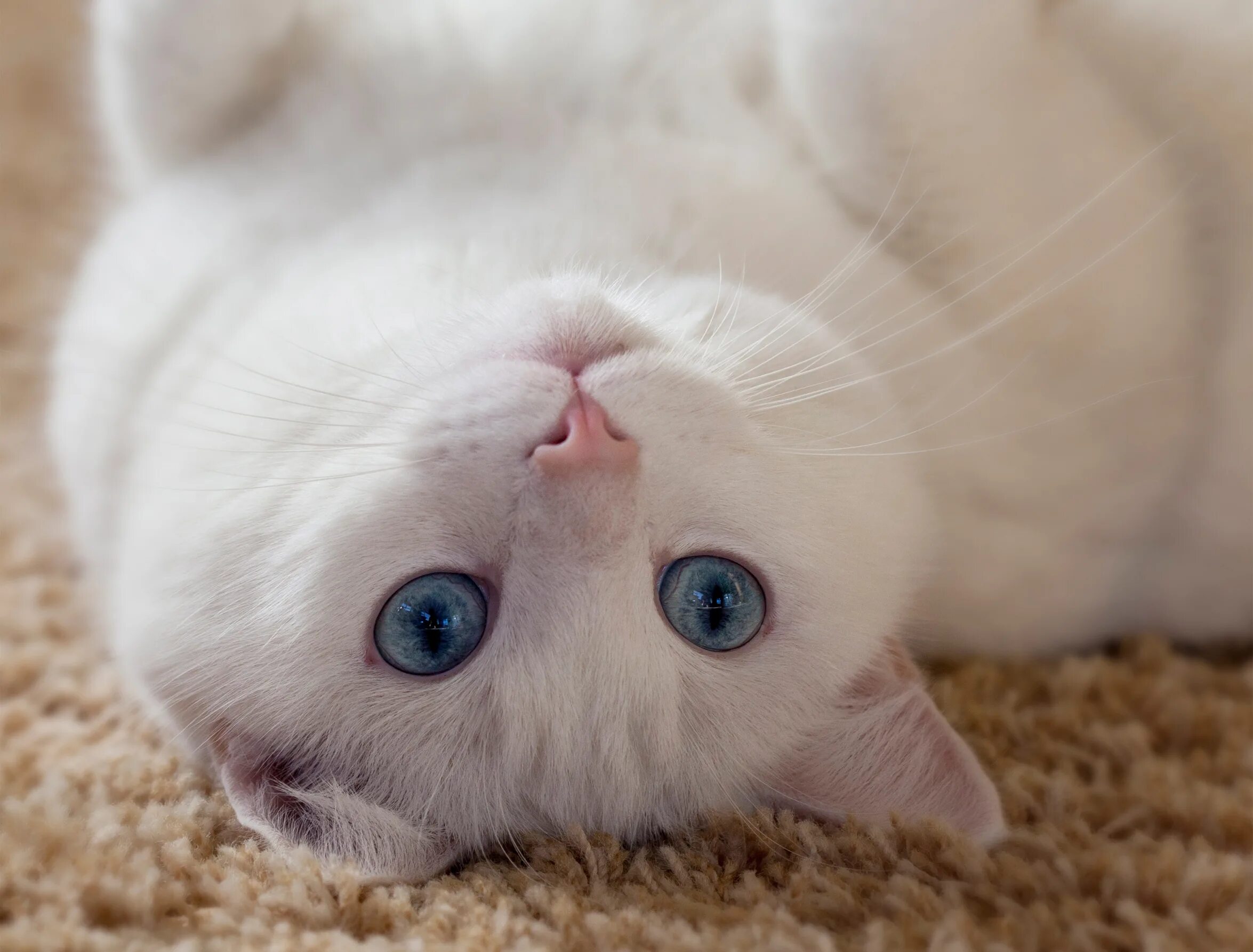 Белая кошка с голубыми глазами. Белый котик с голубыми глазами. Милые котики. Кошечки на рабочий стол. Белая киса