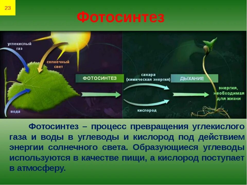 В результате фотосинтеза кислород